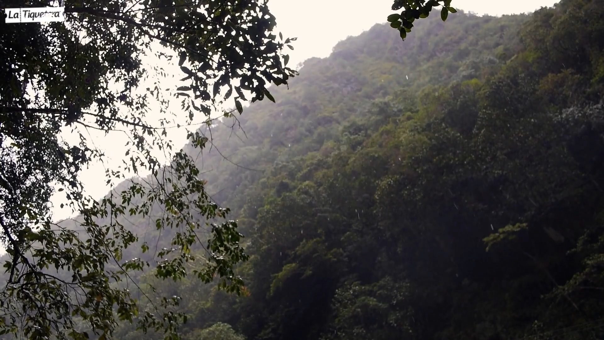Lluvia en el bosque 