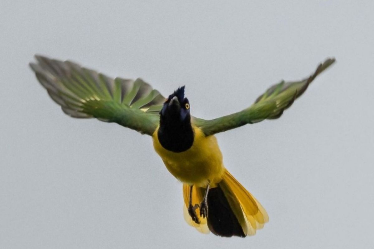 avistamiento-de-aves-antioquia