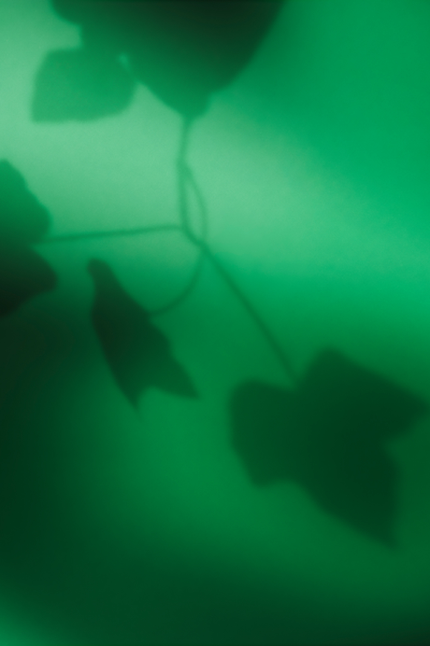Ombre douce de feuilles de lierre sur une surface verte, symbolisant la nature dans le concept de parfum GANT