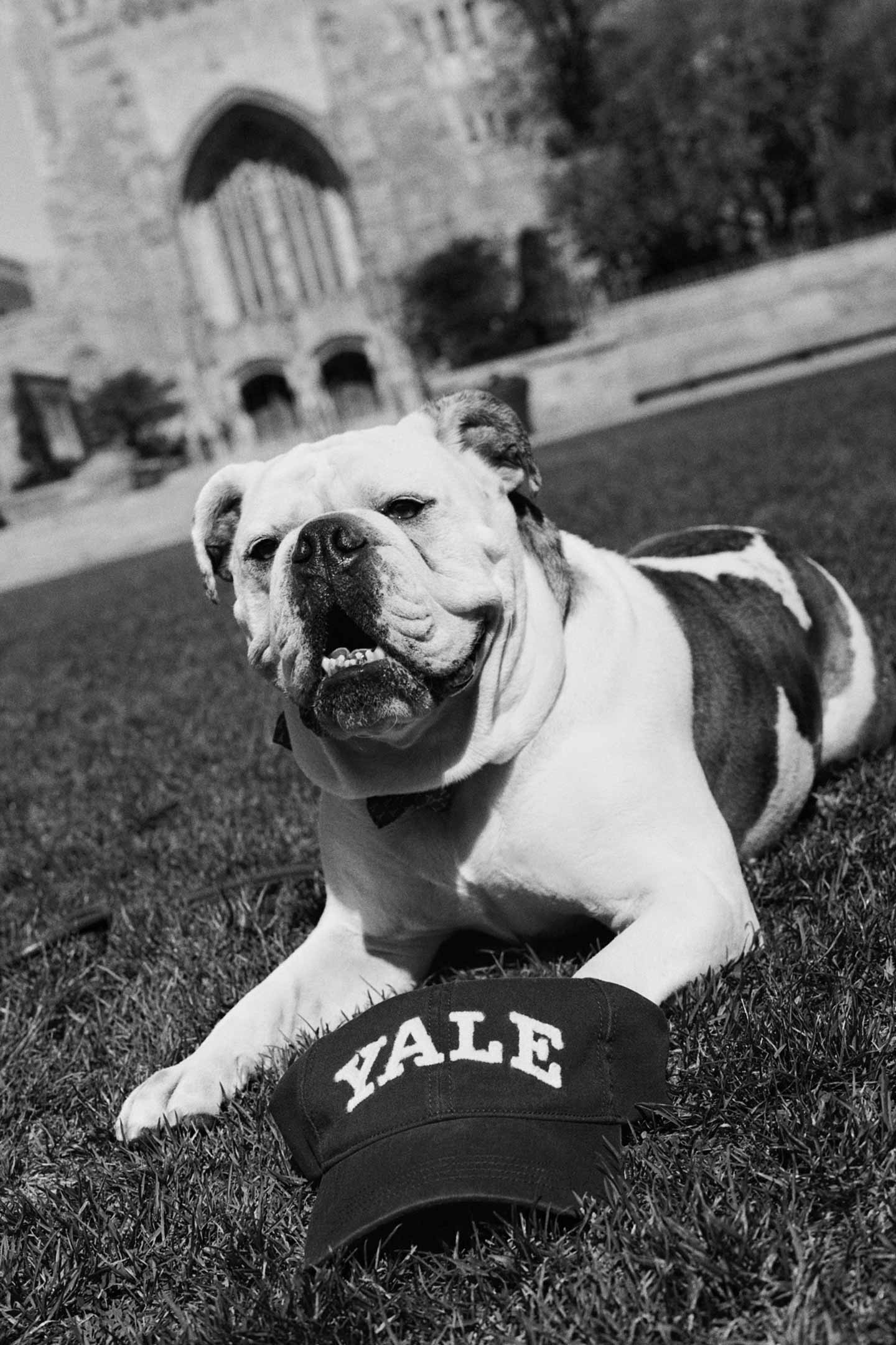 Black and white image of dog sitting on grass with a GANT Yale cap outdoors in a campus setting.