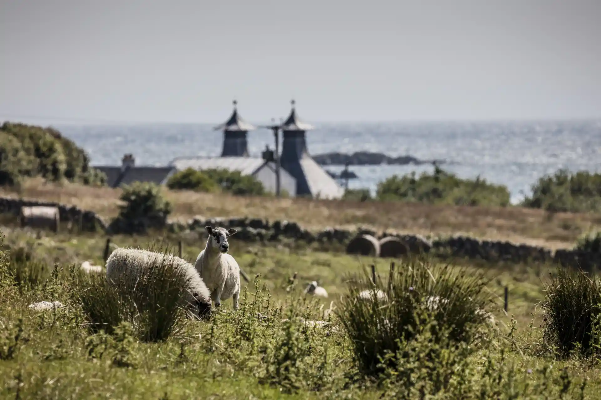 Several sheep graze in a green field, which overlooks the pitched roof of Port Ellen distillery. Beyond the distillery is a sparkling blue sea. 