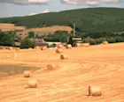 Ein goldenes Heu-Feld in Schottland, mit Heuballen
