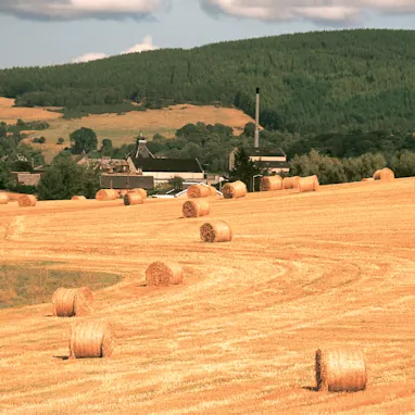 A golden hay field in Scotland, with hay bales