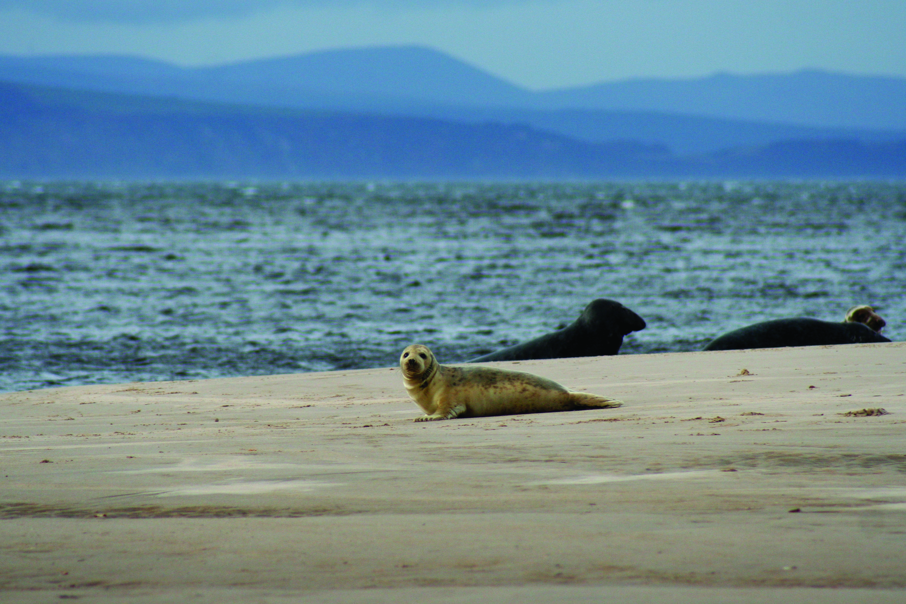 A baby seal lays on a Scottish shoreline, looking towards the camera