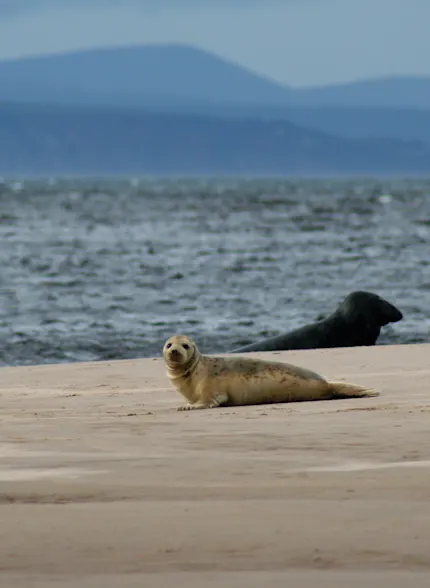 A baby seal lays on a Scottish shoreline, looking towards the camera