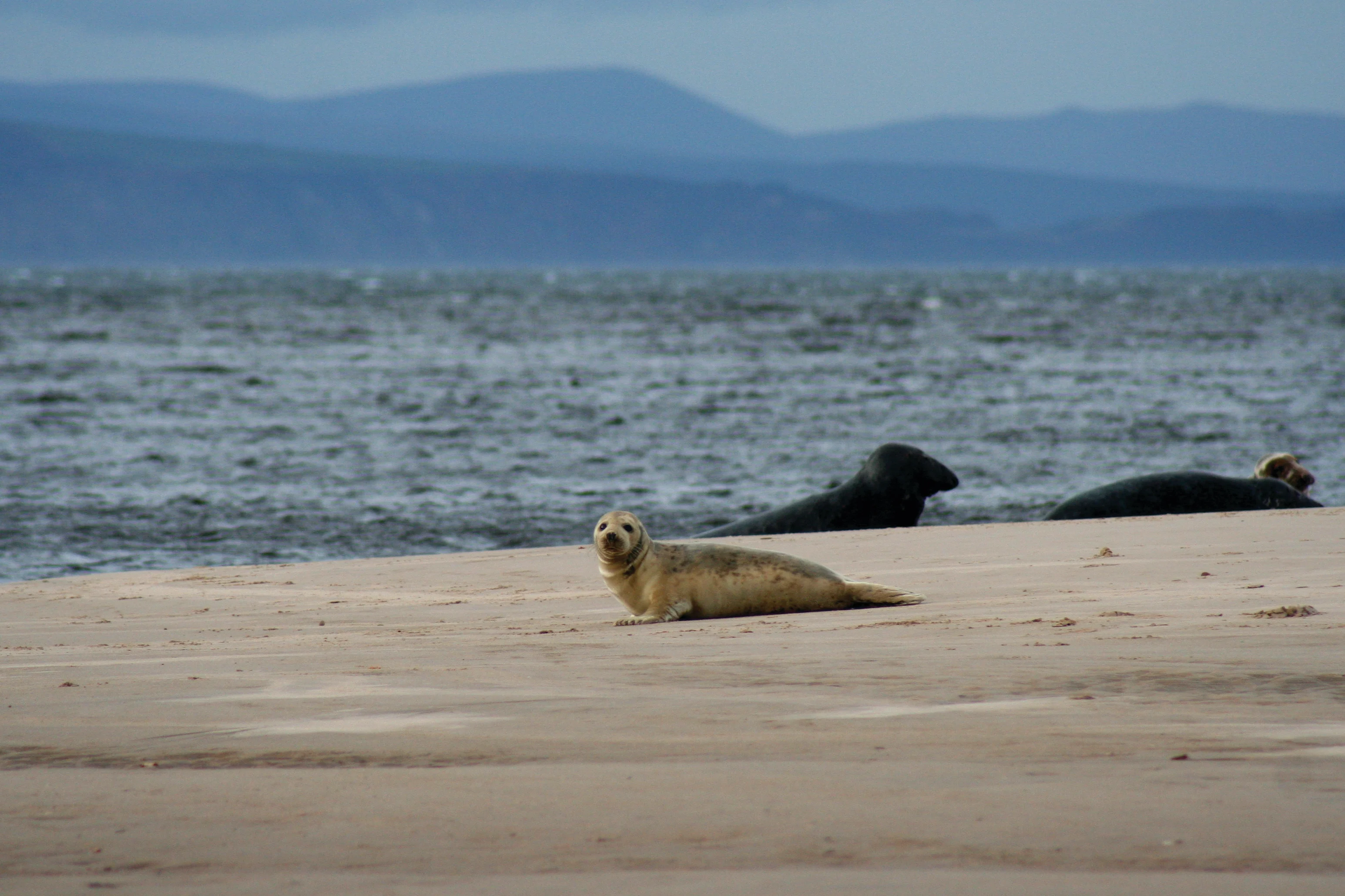 Een zeehondenbaby ligt op de Schotse kust en kijkt naar de camera