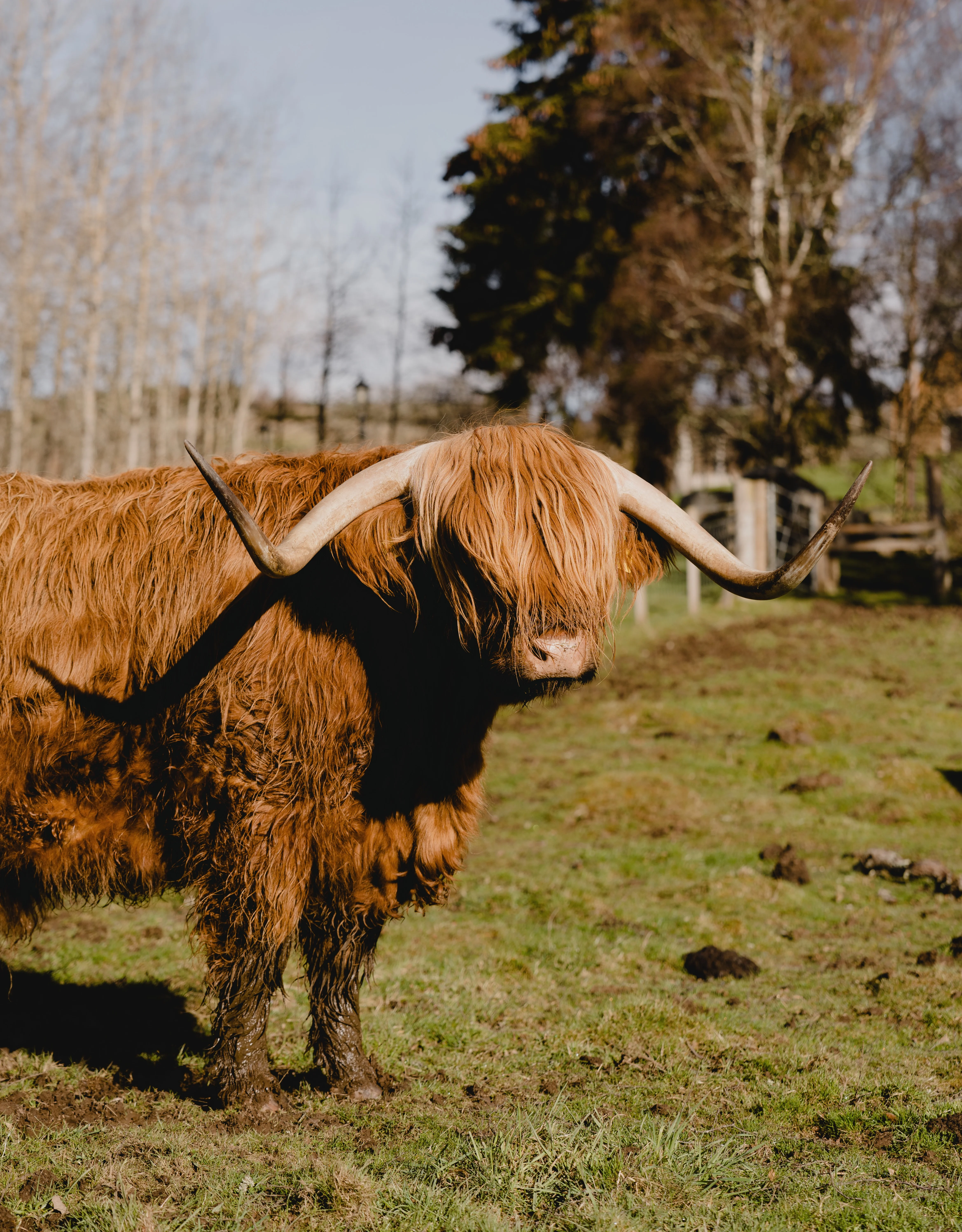 A highland cow with big horns in a grassy field.