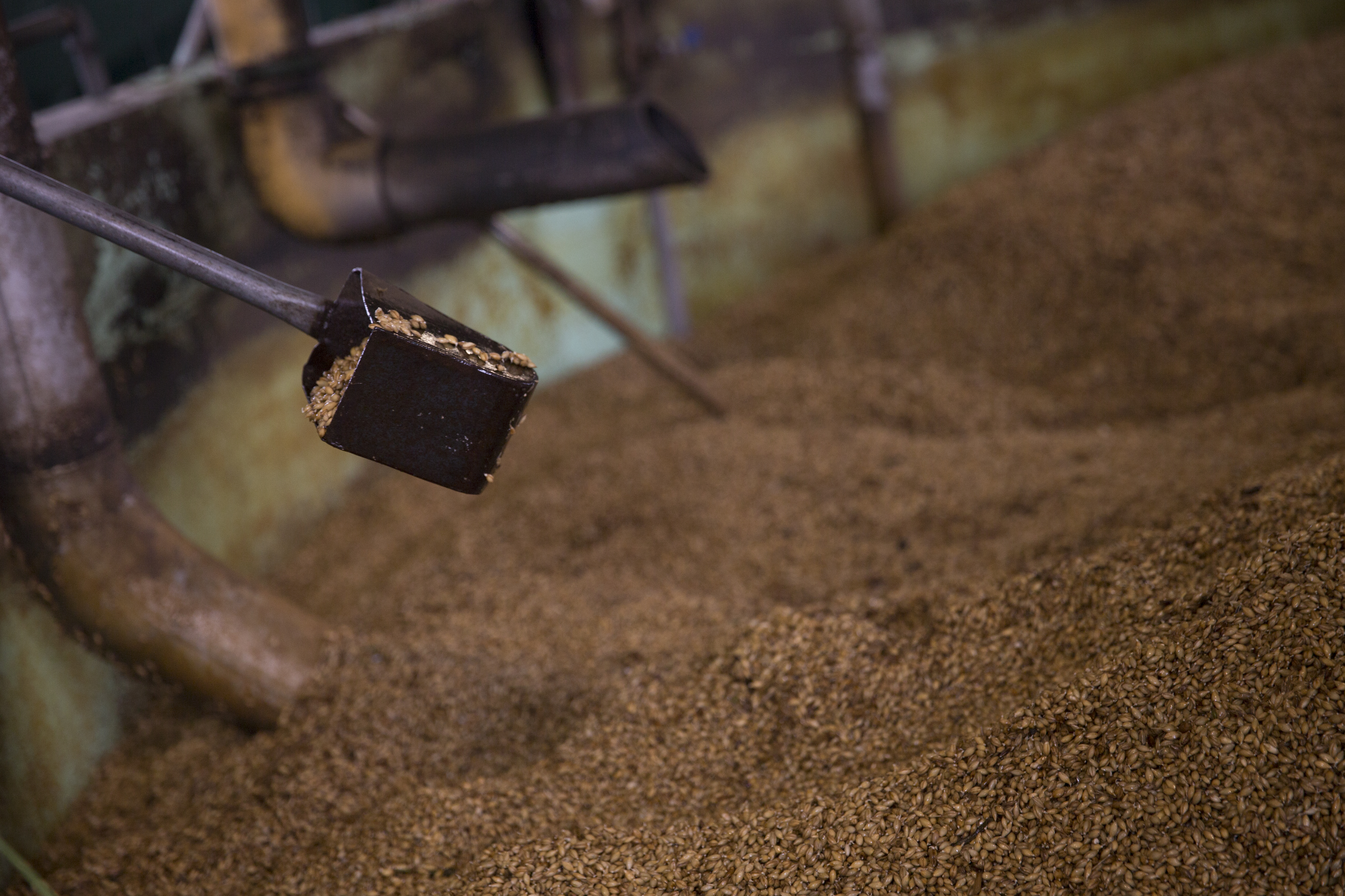 Ein Bottich mit Gerste