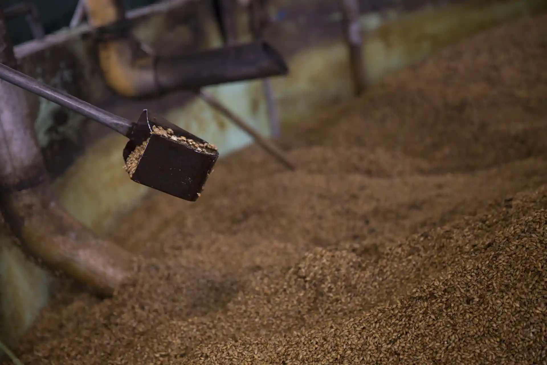 A vat of barley