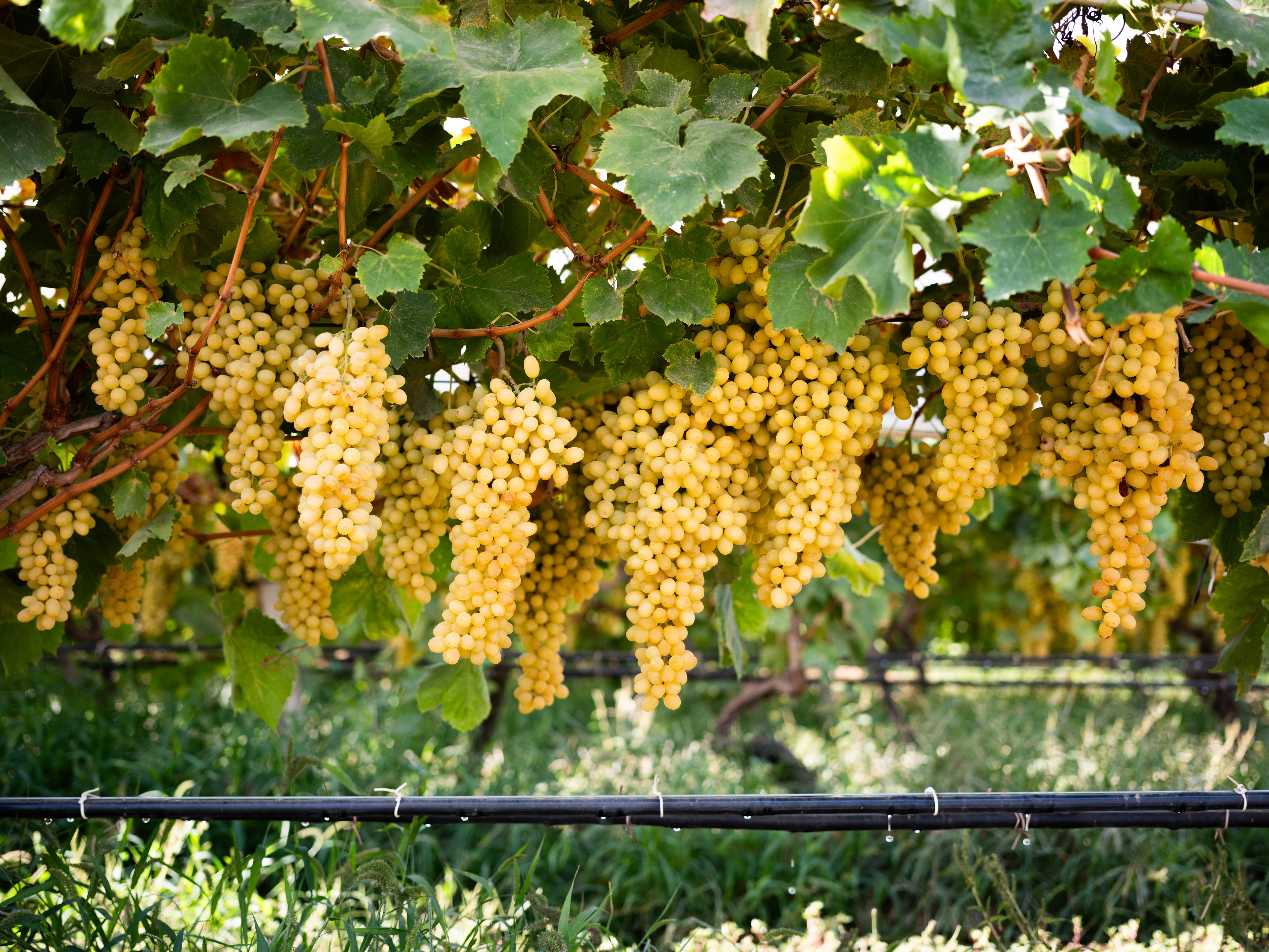 Grapes on the vine in a green, sun-lit vineyard.