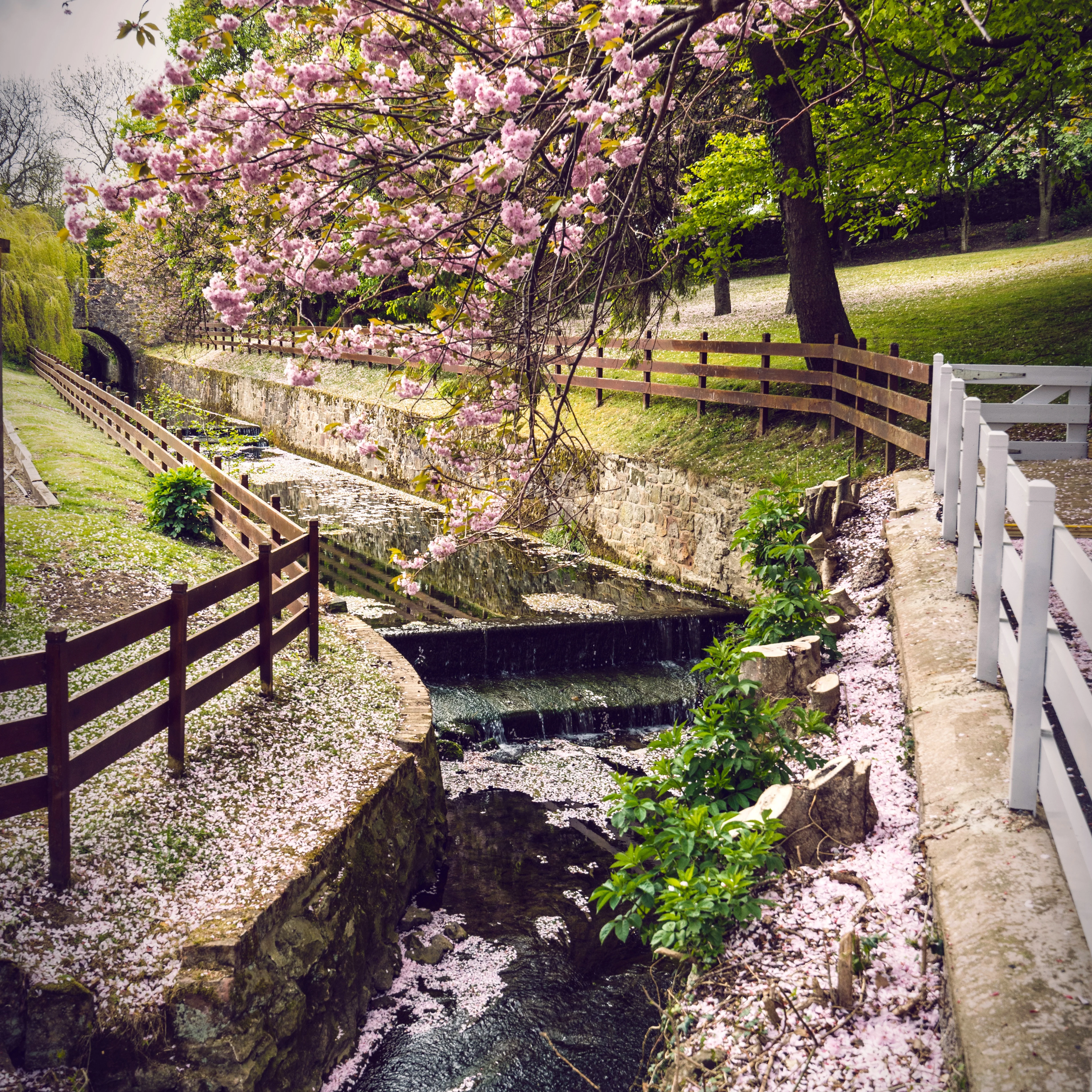 Trees drop pink cherry petals into a stream lined with wooden picket fences. 