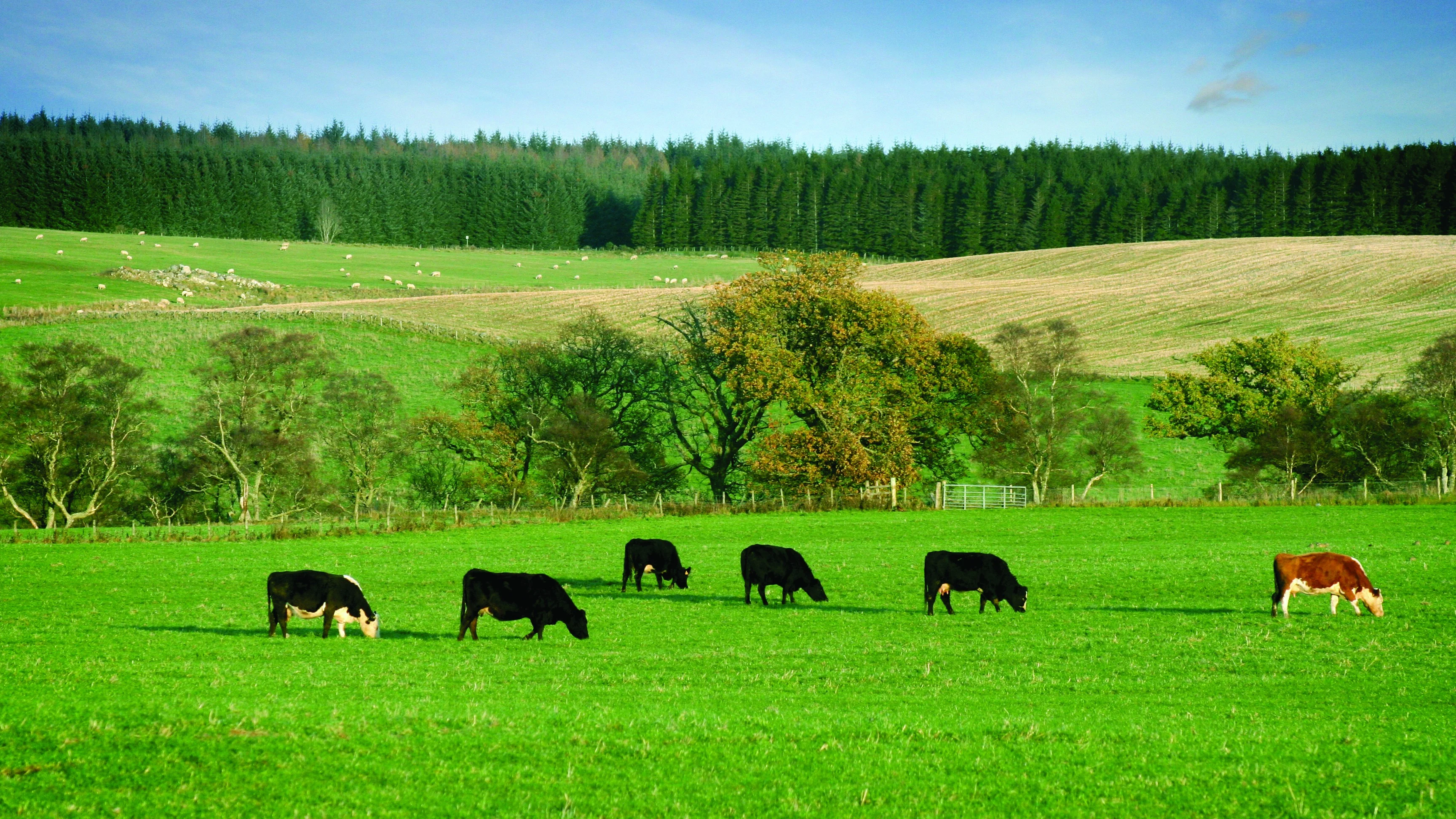 Cows grazing on a green rolling field on a sunny day.