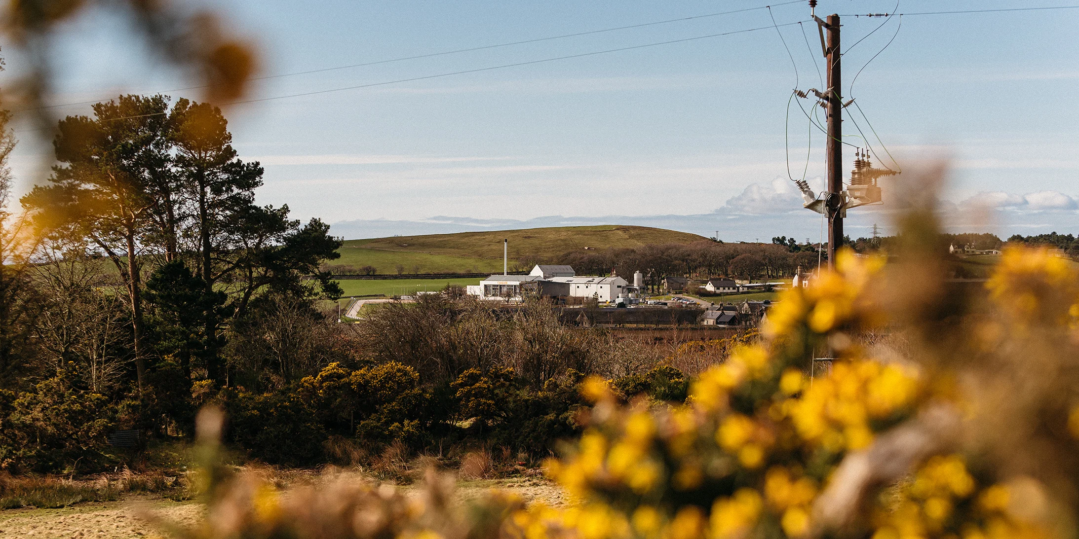Scottish distillery from a distance through gorse hedges
