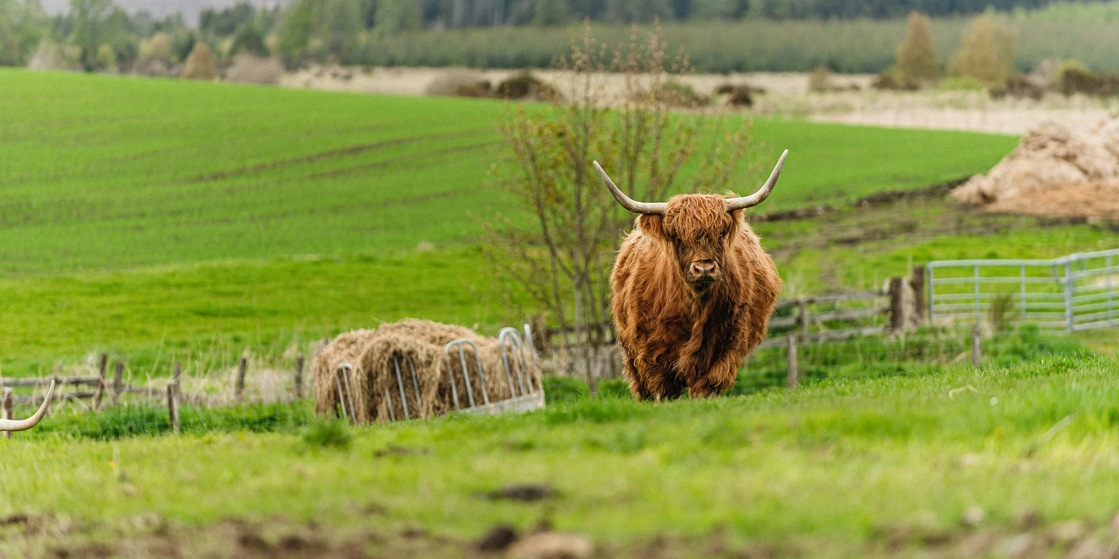 Highland cow standing in green countryside fields near Inverness, Scotland.