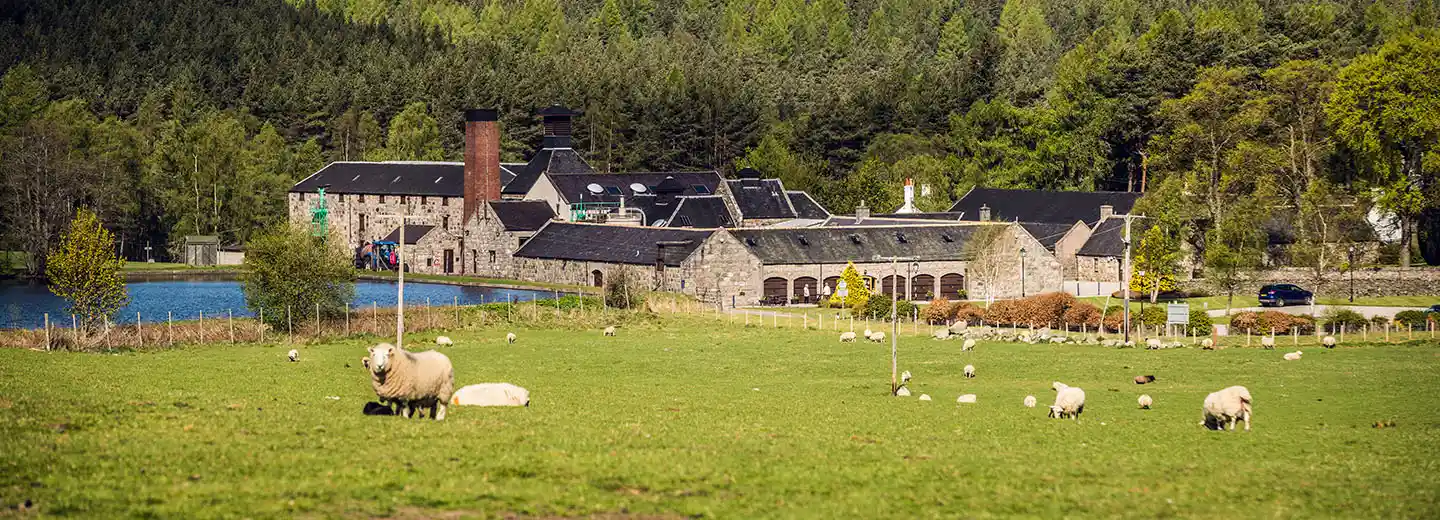 Viele Schafe grasen auf einer grünen Wiese vor den grauen Steingebäuden der Royal Lochnagar Destillerie. Hinter der Brennerei liegt eine große, mit grünen Bäumen bewachsene Bergkette.