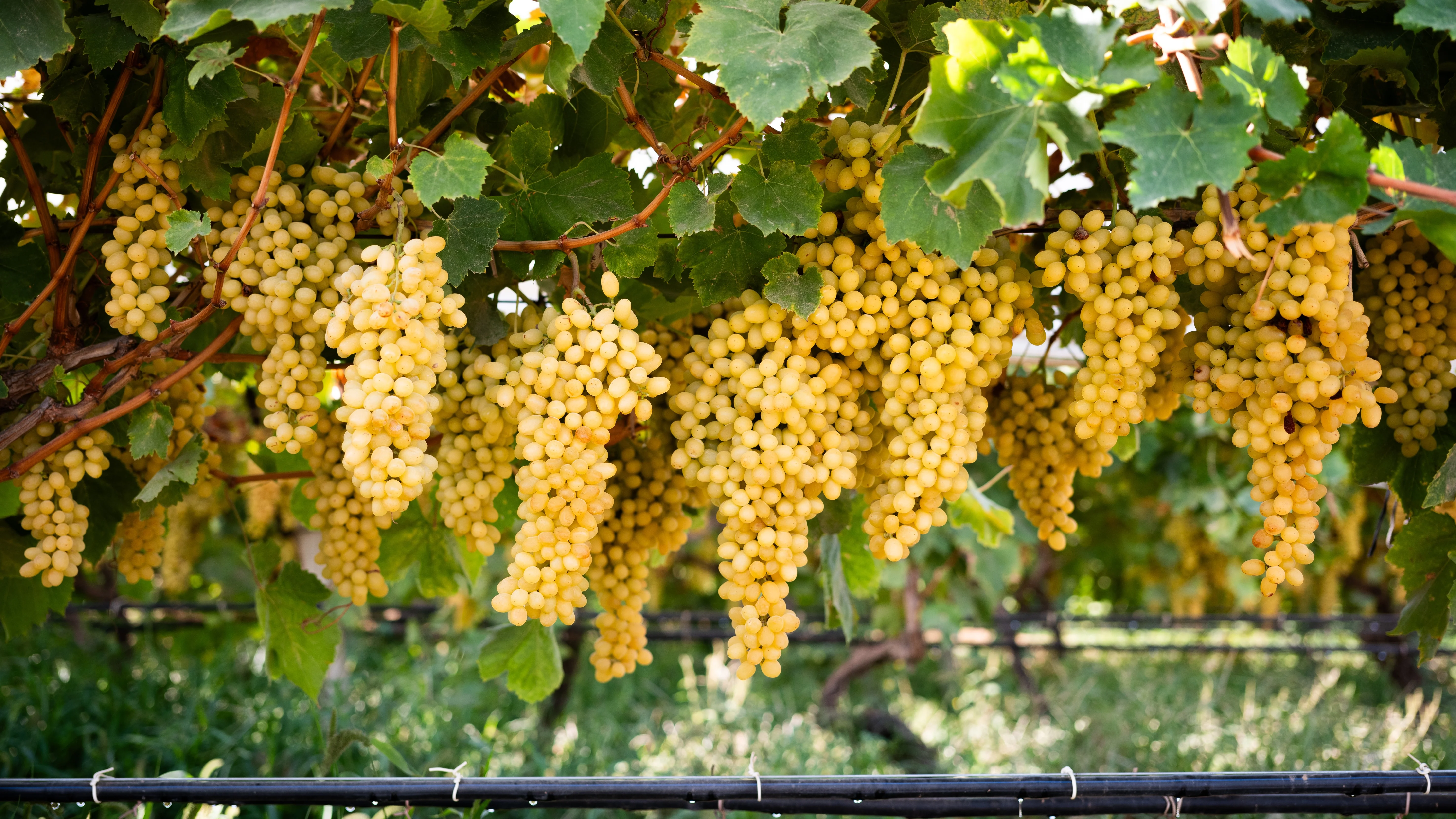 Grapes on the vine in a green, sun-lit vineyard.