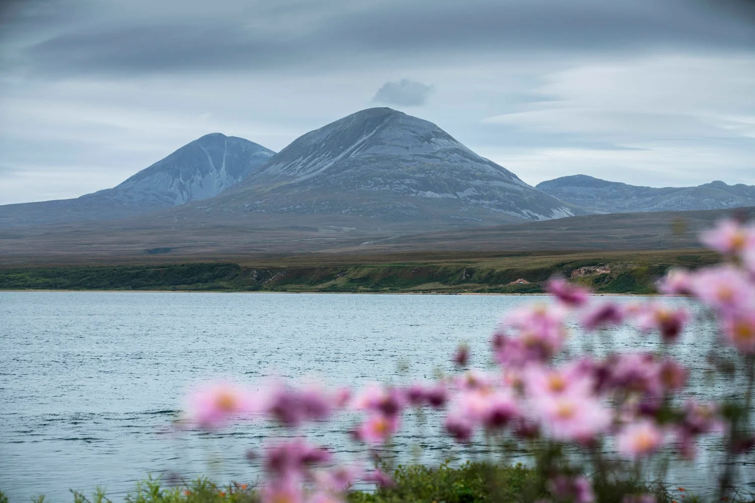 Pink wildflowers blooming on the Isle of Islay with Beinn Bheigier mountain visible in the background under a blue sky.