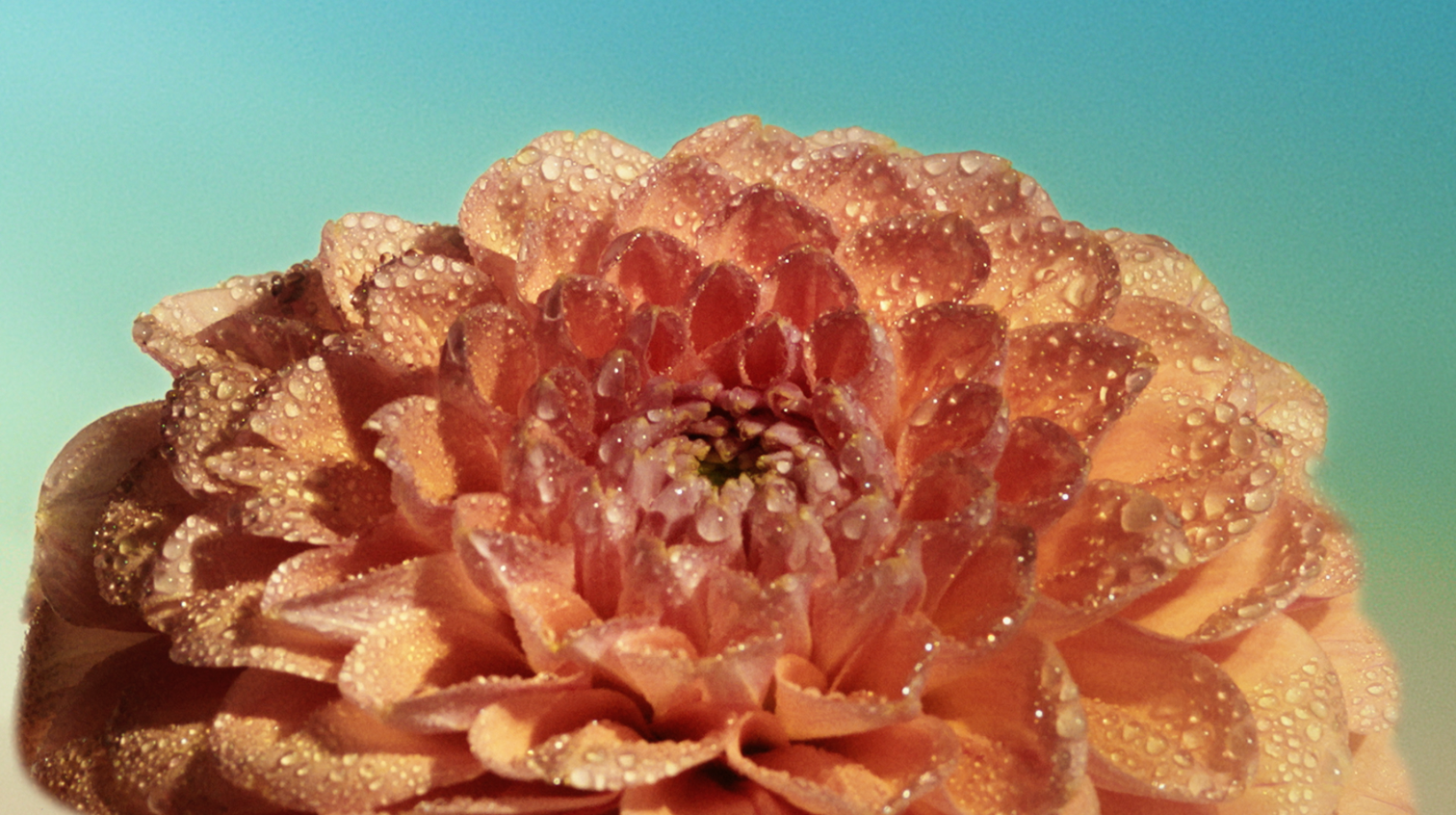 Closeup of dew-covered pink flower representing flavour notes of the whisky