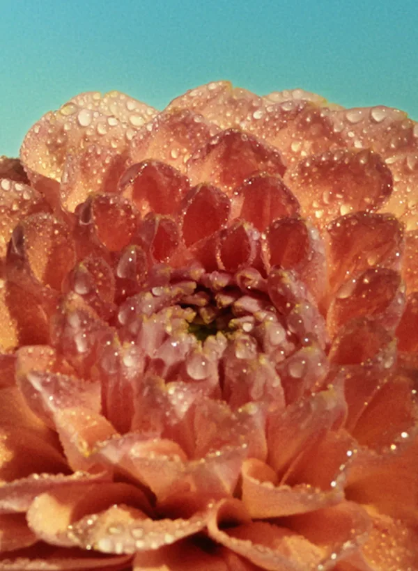 Closeup of dew-covered pink flower representing flavour notes of the whisky