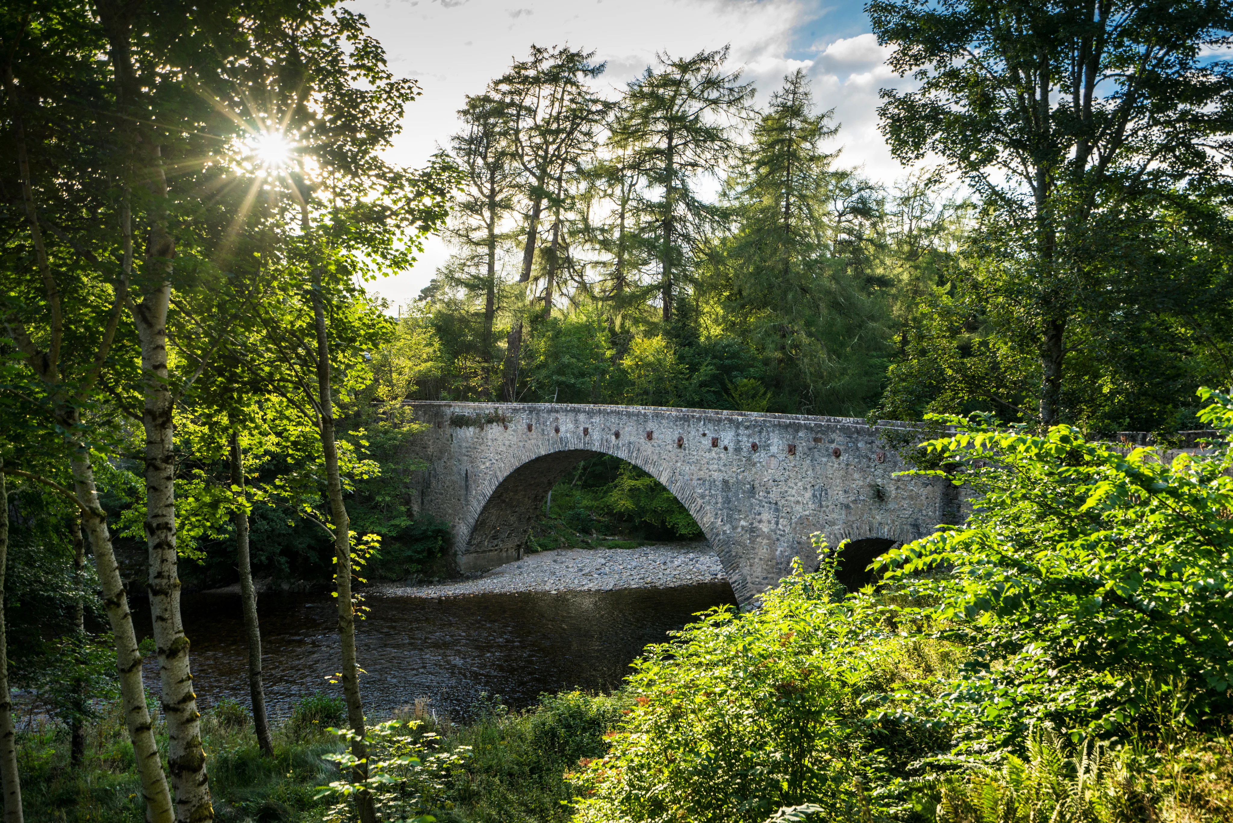 Tall trees and forest scenery in the Speyside region of Scotland.