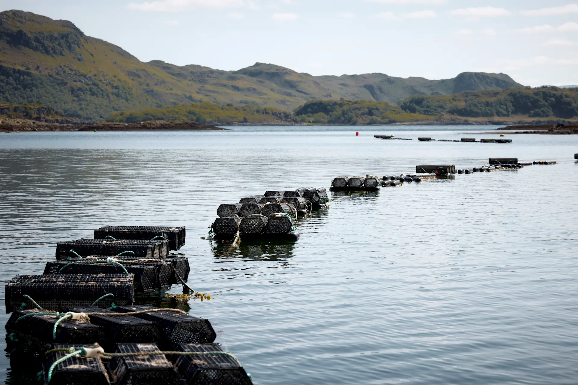 Scottish coastal view with lobster traps for 'seawilding'