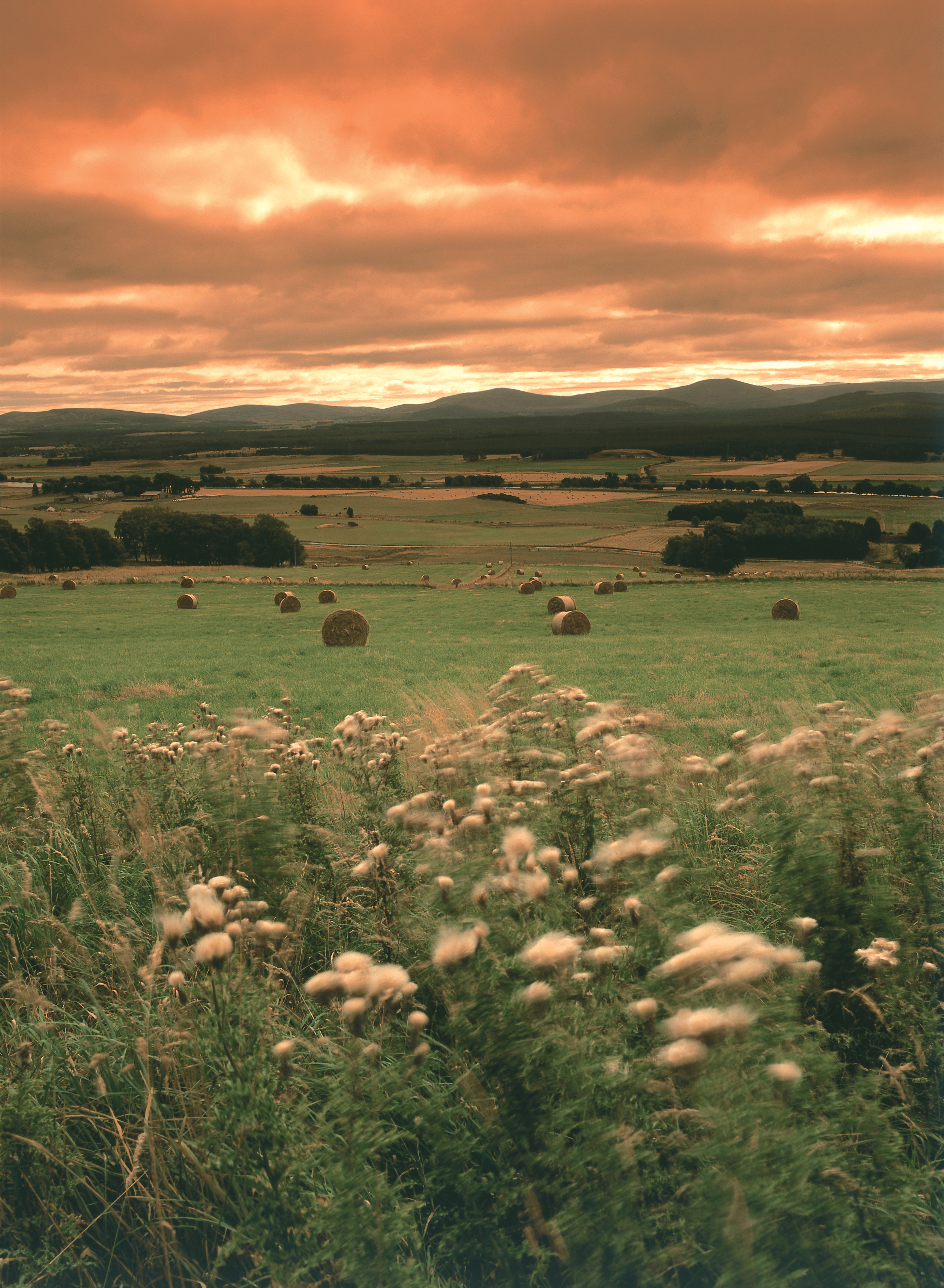 A field of heather in Scotland, with a golden sunset