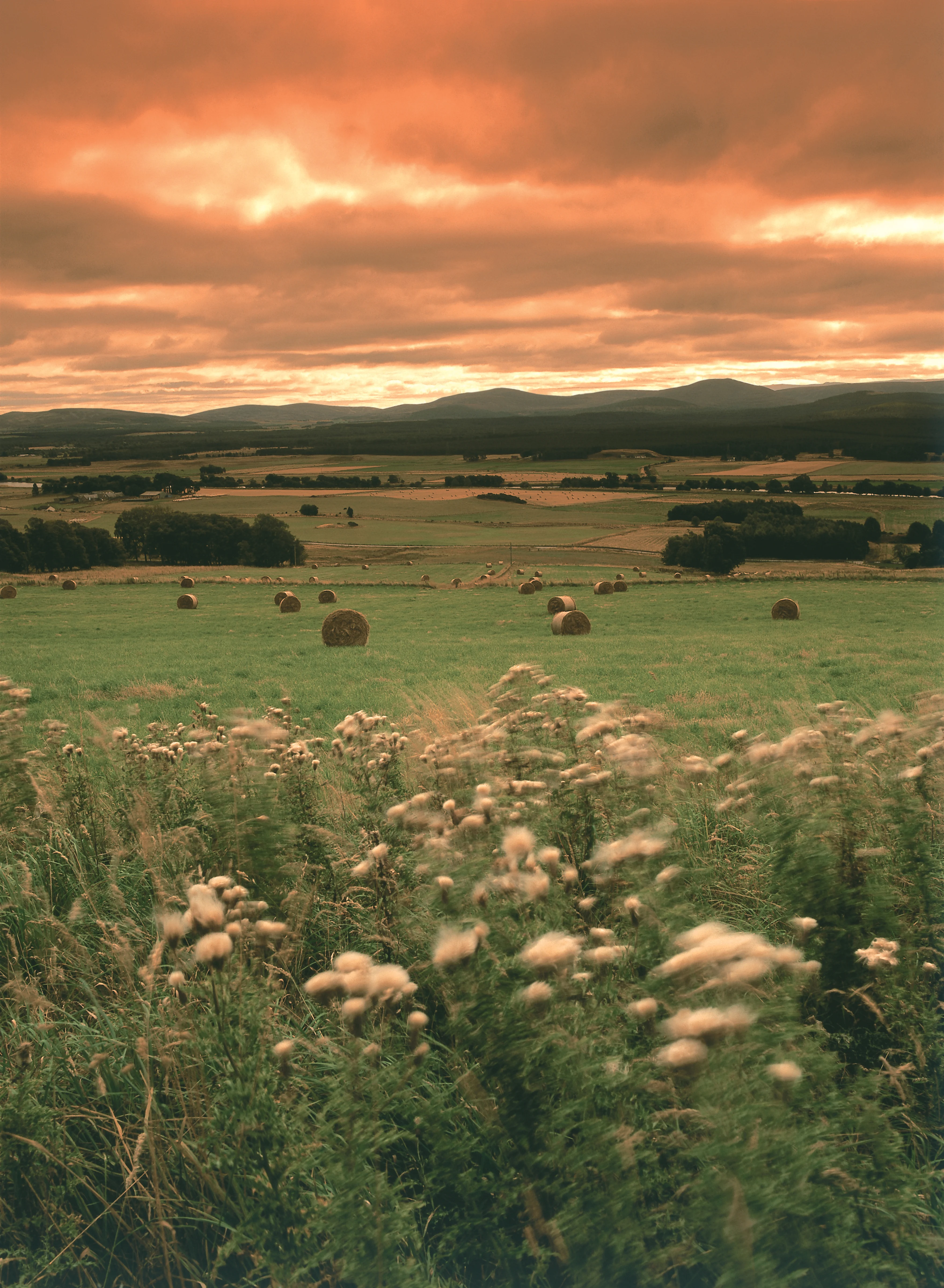 A field of heather in Scotland, with a golden sunset