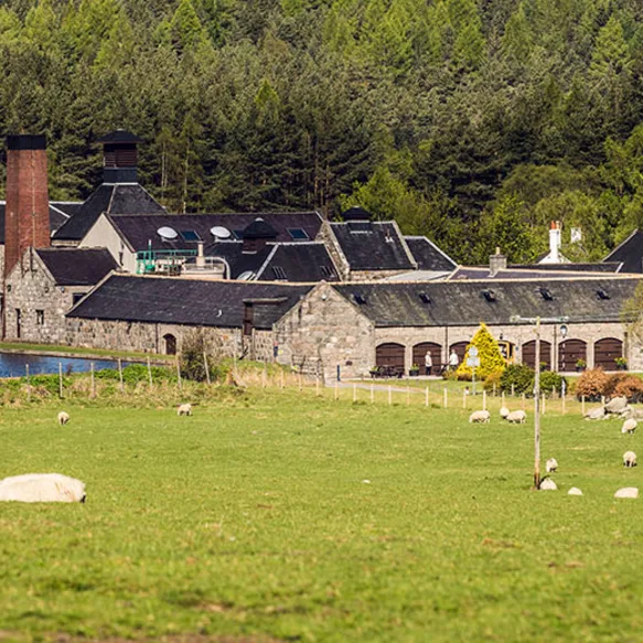 Sheep graze in a green field as Royal Lochnagar's glorious distillery and the surrounding trees extend across the background.