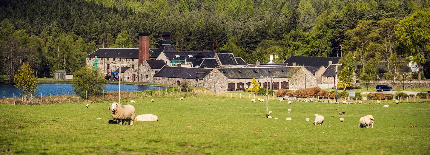 Sheep graze in a green field as Royal Lochnagar's glorious distillery and the surrounding trees extend across the background. 