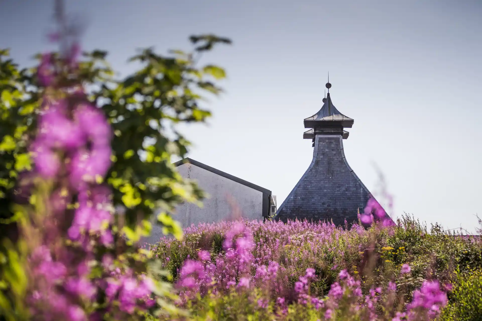 The pitched roof of Port Ellen distillery sits behind a field of purple heather.