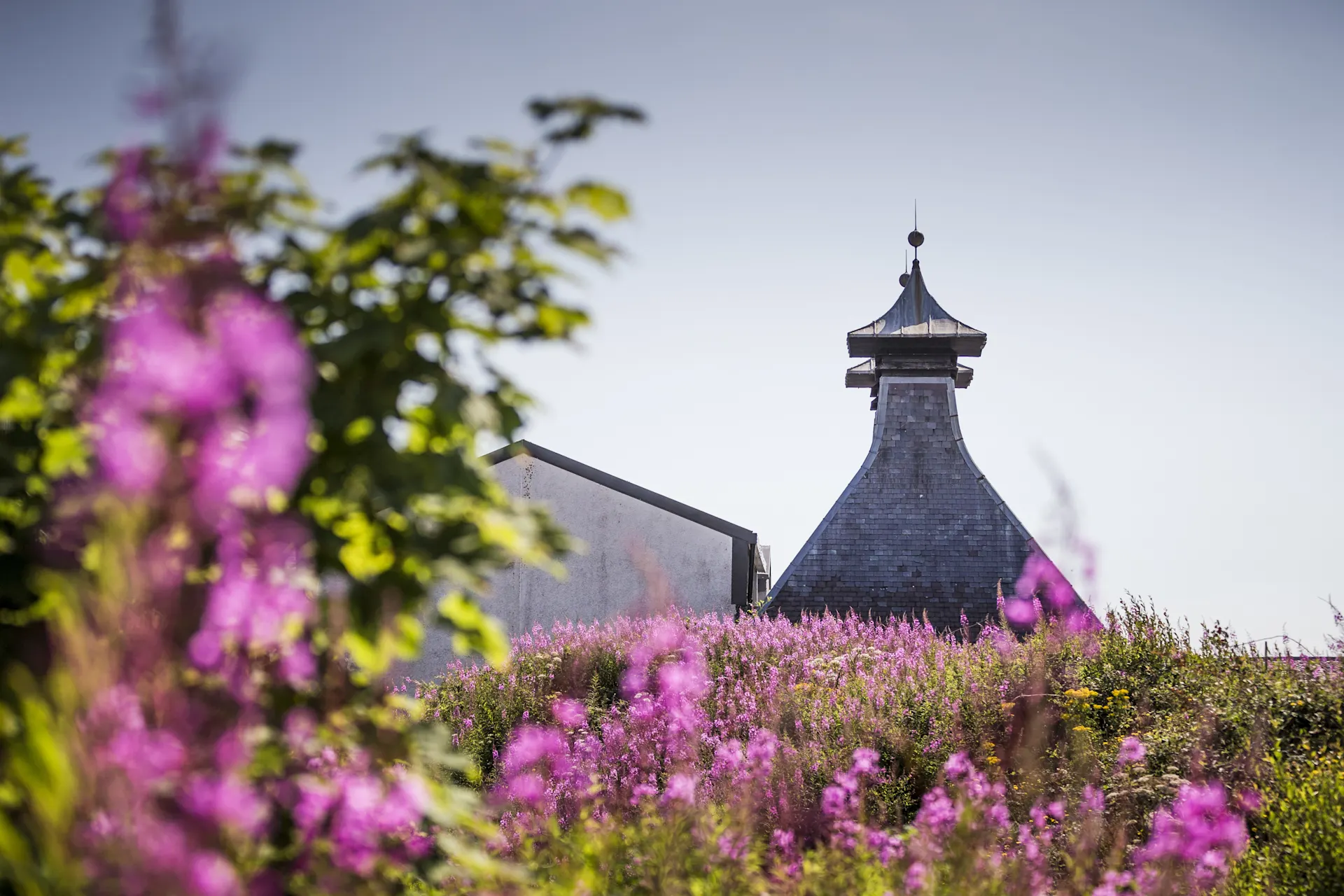 The pitched roof of Port Ellen distillery sits behind a field of purple heather.