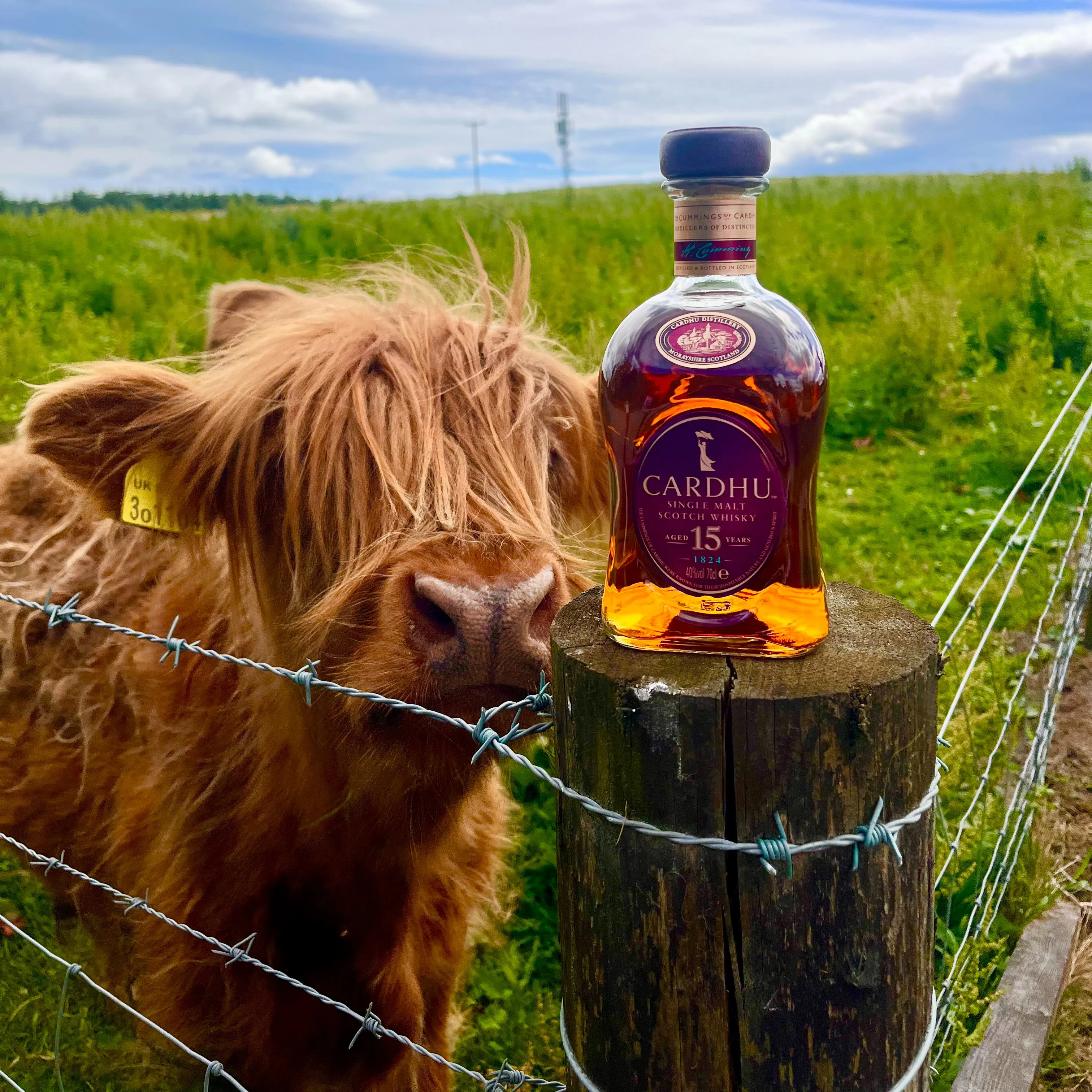 Een lichtbruine Highland-koe met een lange bruine manen, staande in een groen veld. Op het hek voor haar staat een fles Cardhu-whisky.