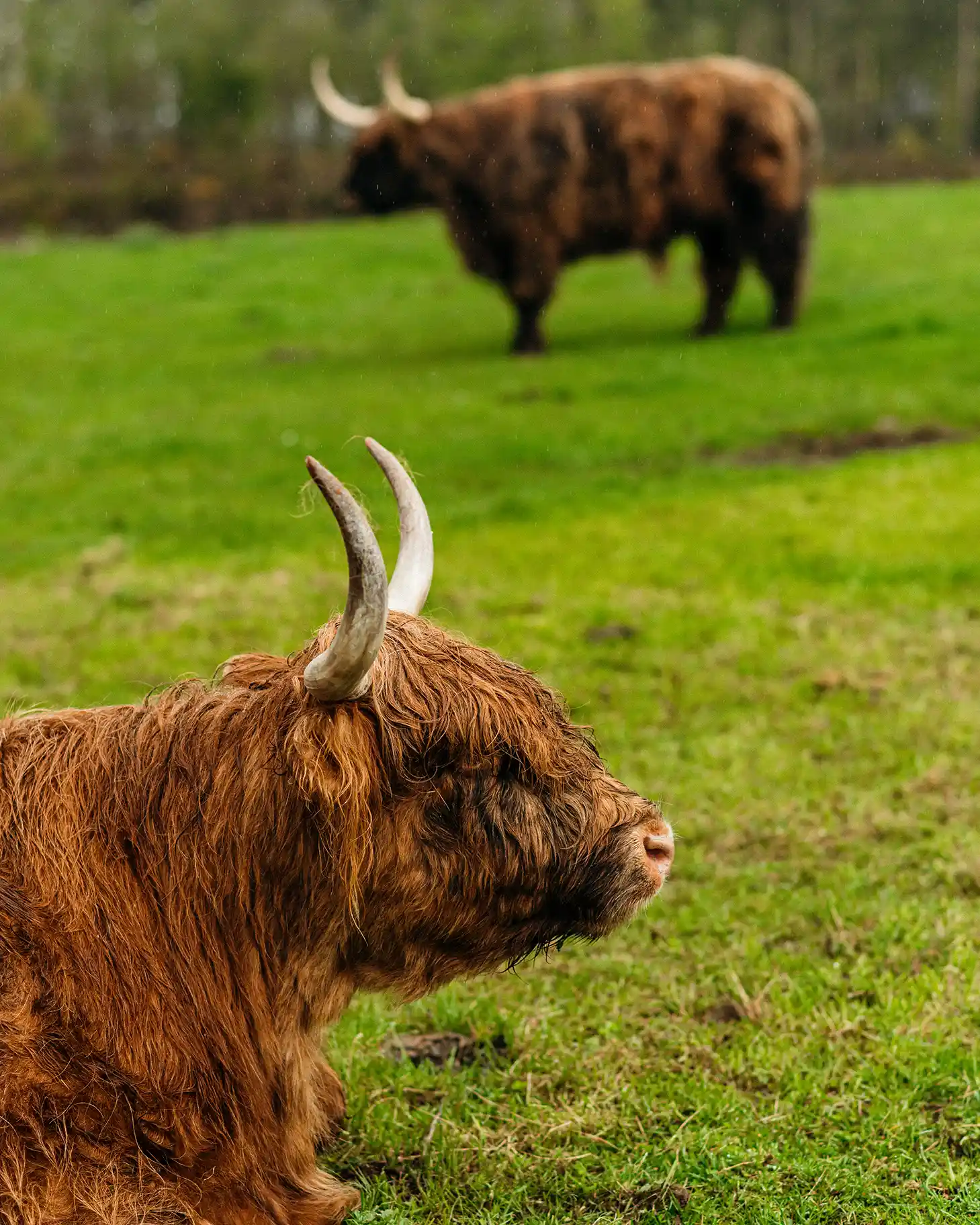 Twee hooglandkoeien staan in een weiland. De koe die het dichtst bij de camera staat is gaan zitten, de koe die het verst weg staat.