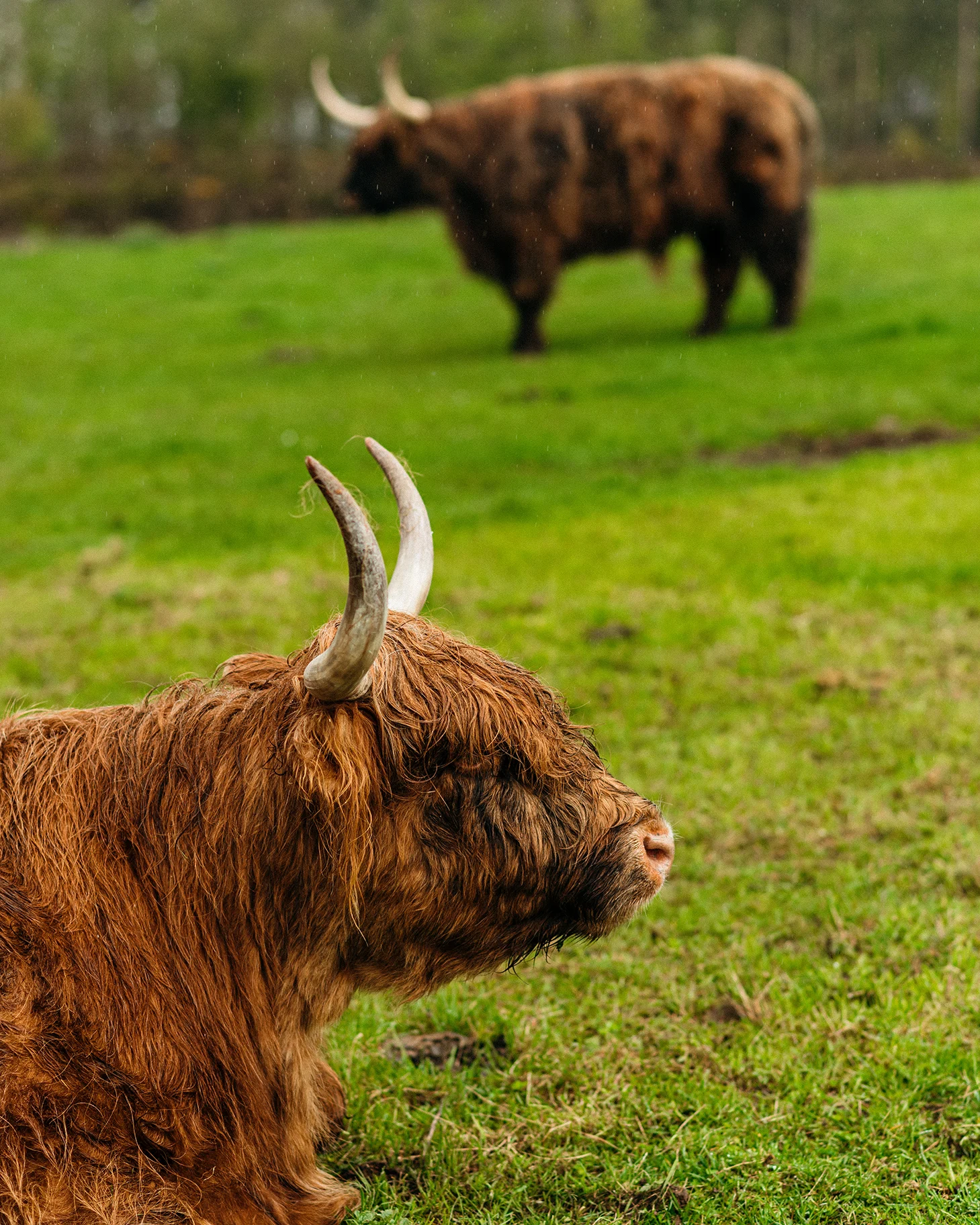 Two highland cows are in a field. One closest to the camera is sat down, the one furthest away stands.