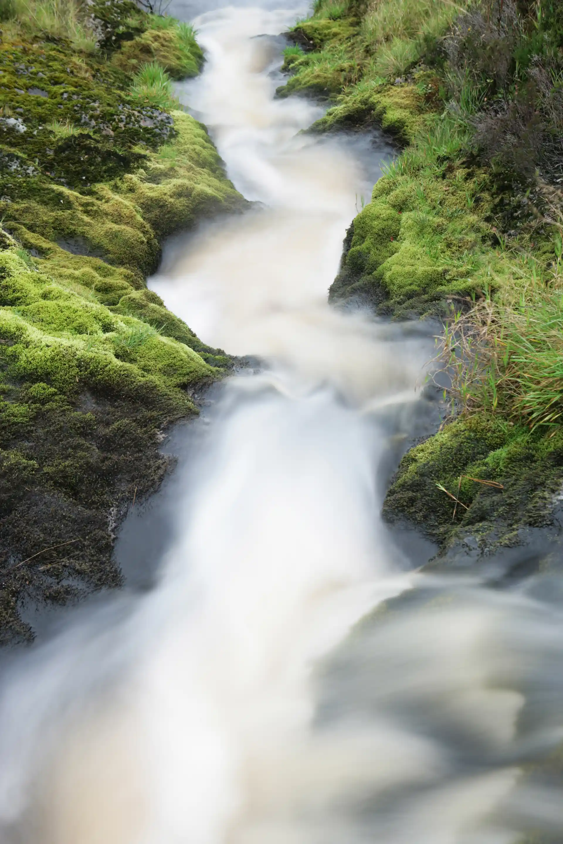 A small stream of water runs between two mossy verges