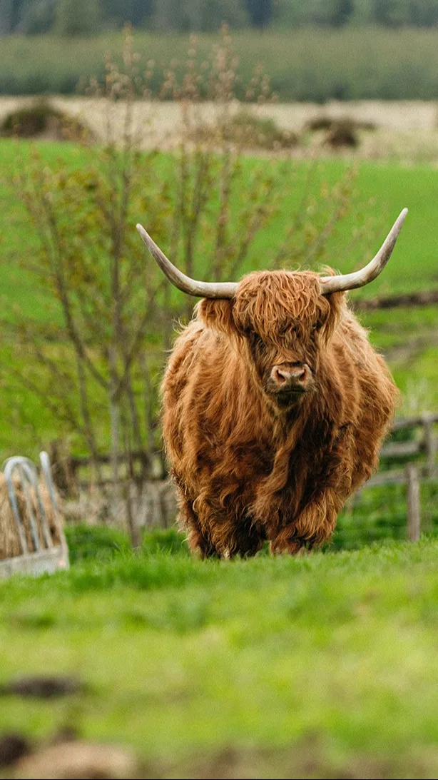 Highland cow standing in green countryside fields near Inverness, Scotland.