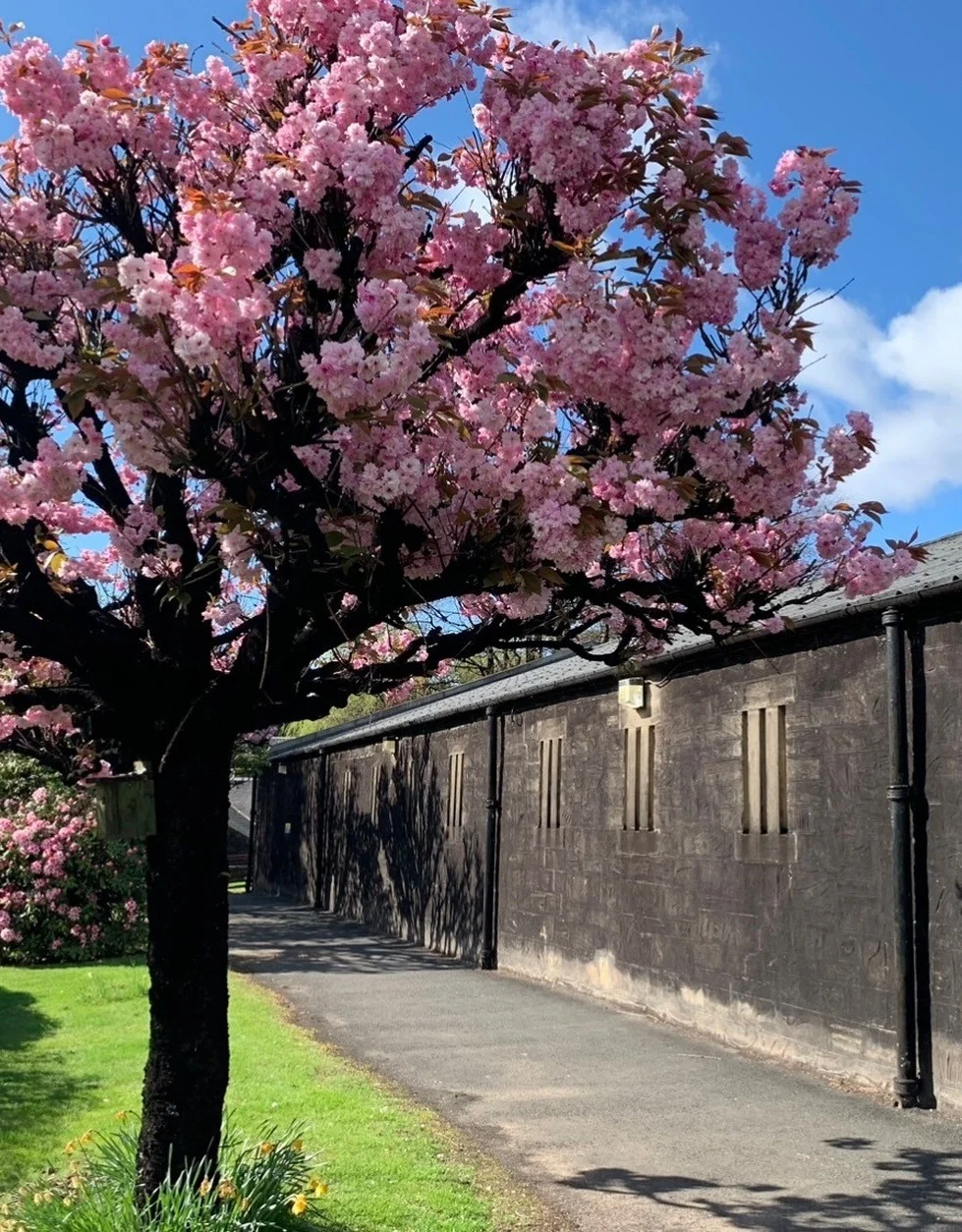 A cherry tree full of pink blossoms in a garden next to a stone building.