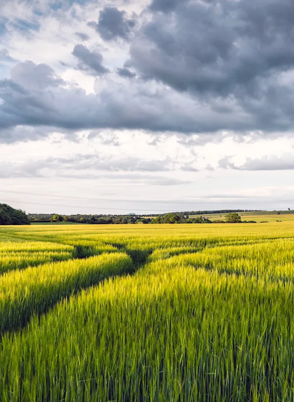 A green field in the Lowlands, with a dark and stormy sky above