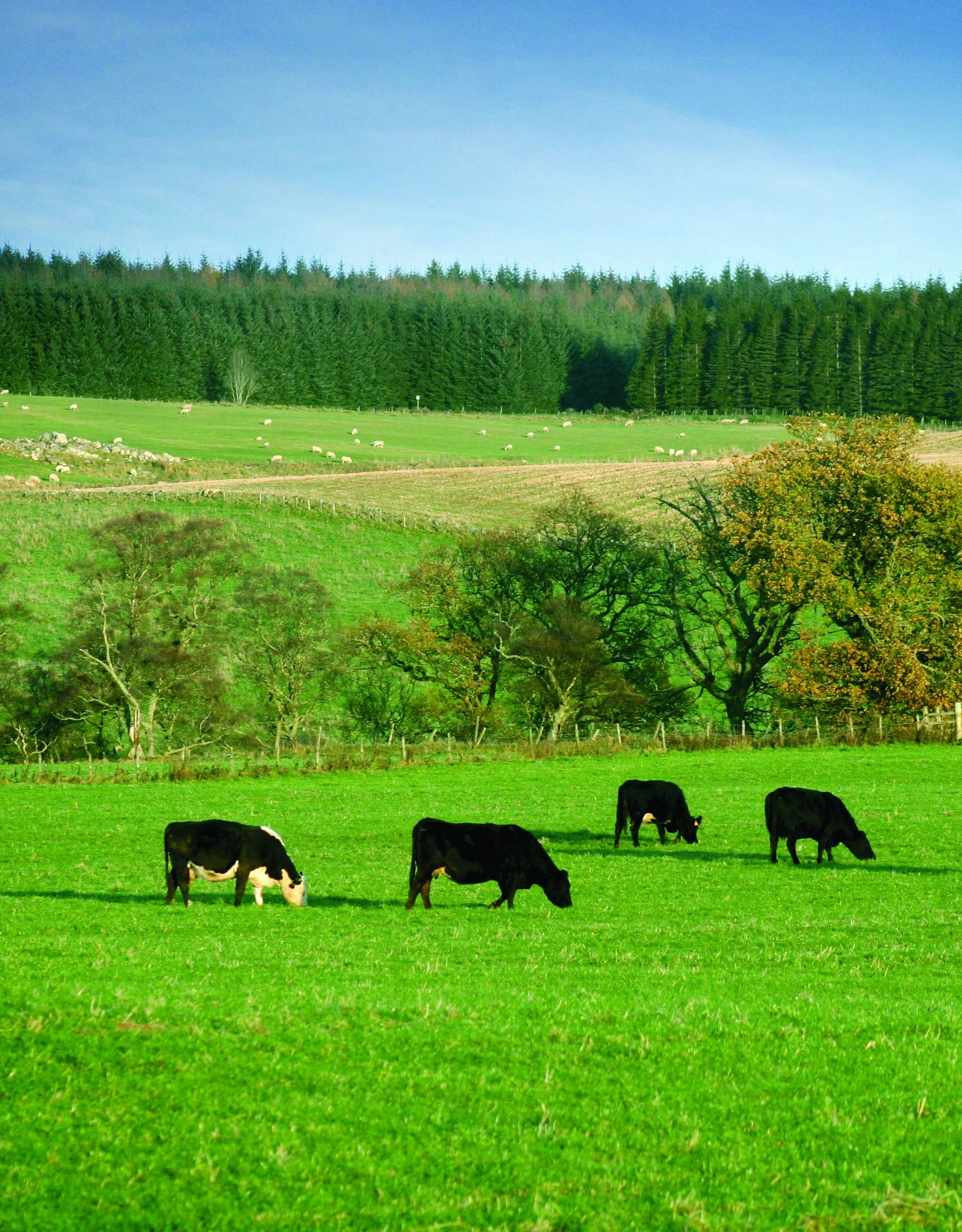 Cows graze on green grass in a field.