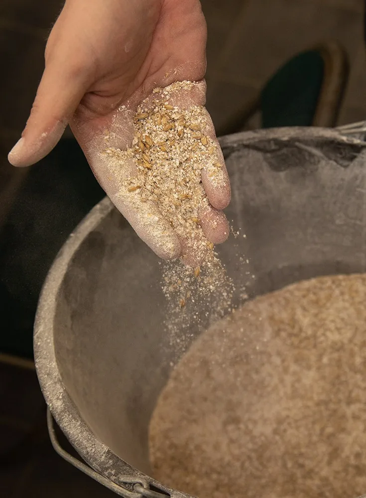 Handsiebung von Getreide über einem Metalleimer.