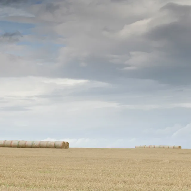 A large barley field