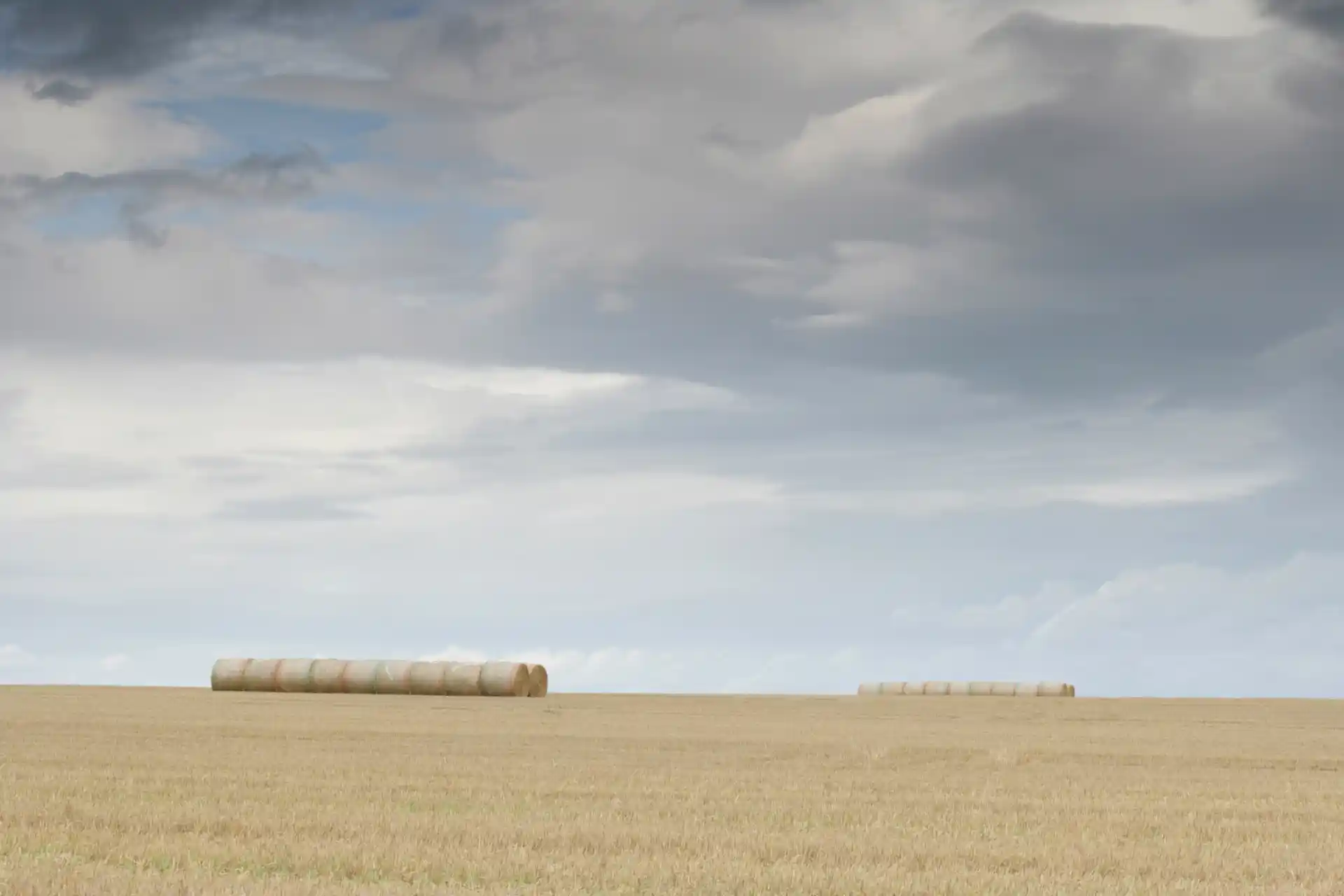 A large barley field