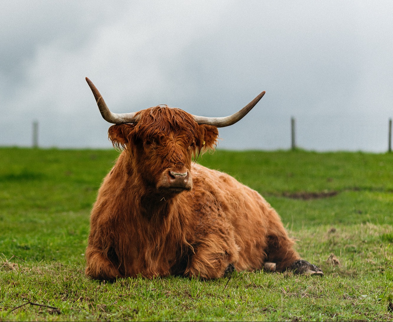 Highlands cow