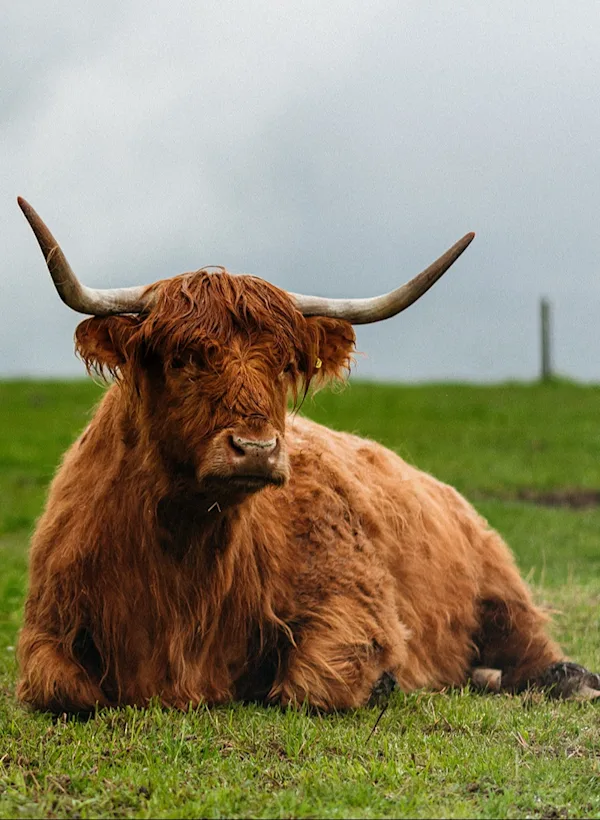 Highlands cow