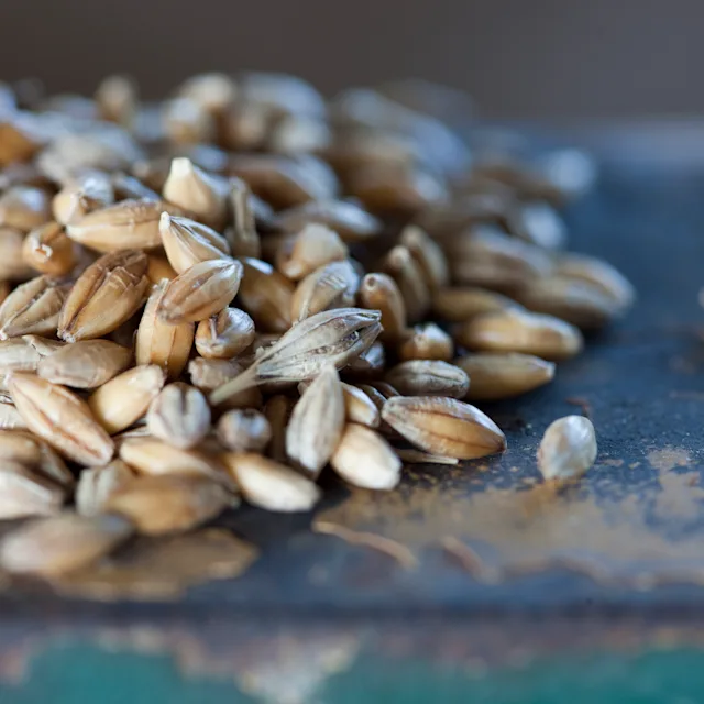 Barley grains