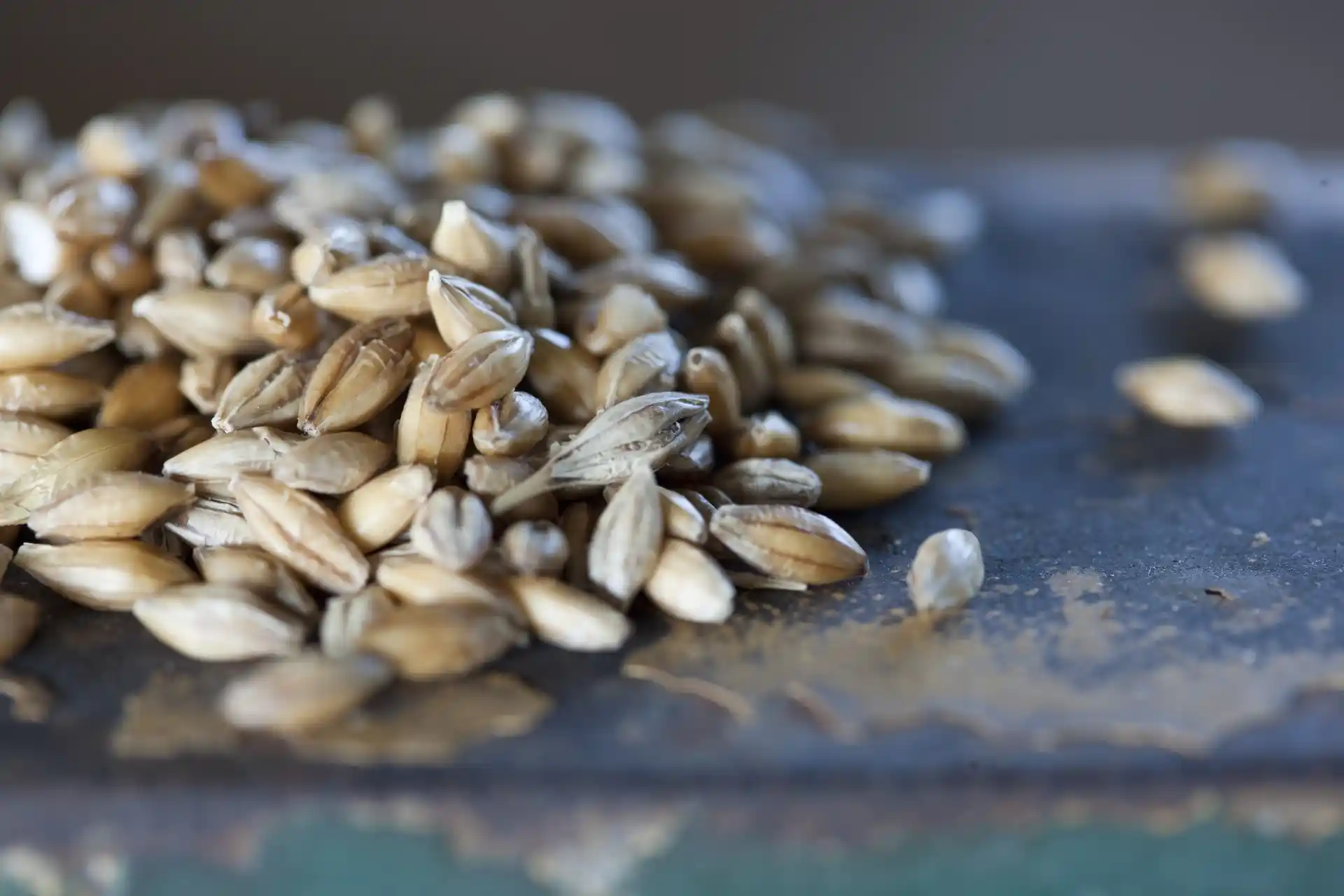 Barley grains