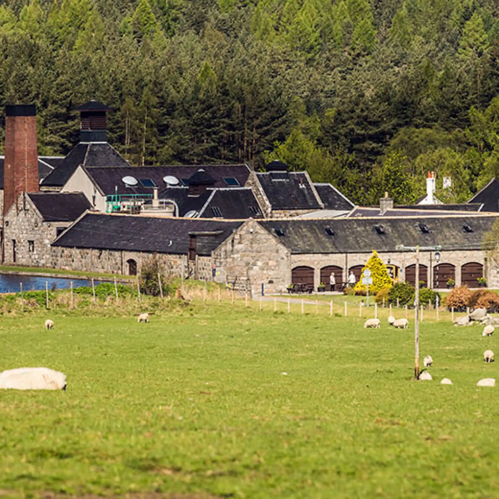 Lots of sheep graze in a green field in front of Royal Lochnagar distillery’s grey stone buildings. Behind the distillery is a large mountain range covered in green trees.