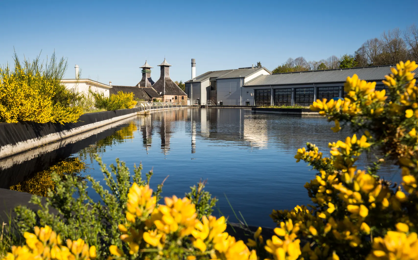 De singleton-distilleerderij met een watermassa aan de voorkant en gausestruiken in gele bloemen
