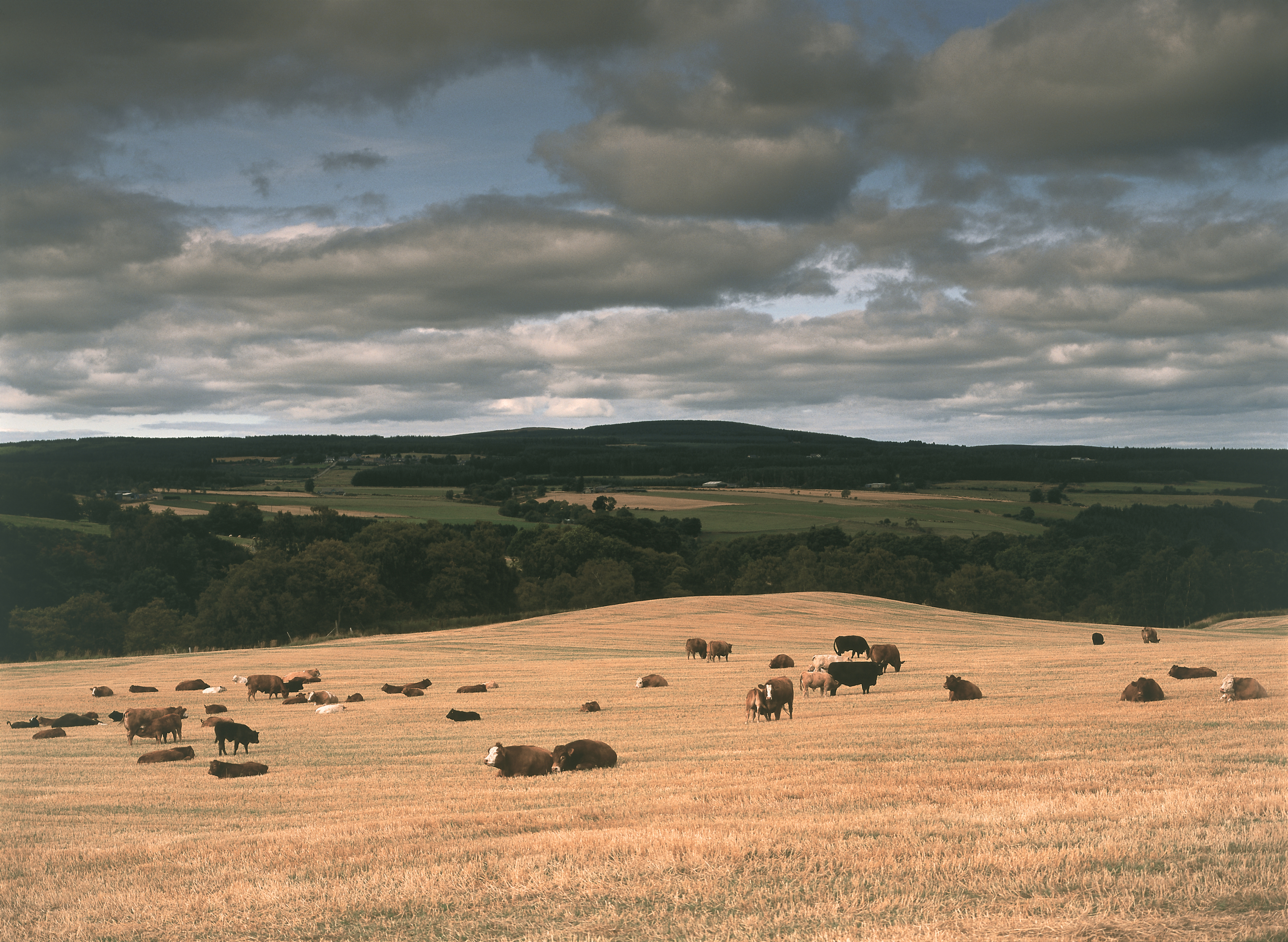 A golden Speyside field with lots of brown and black cows