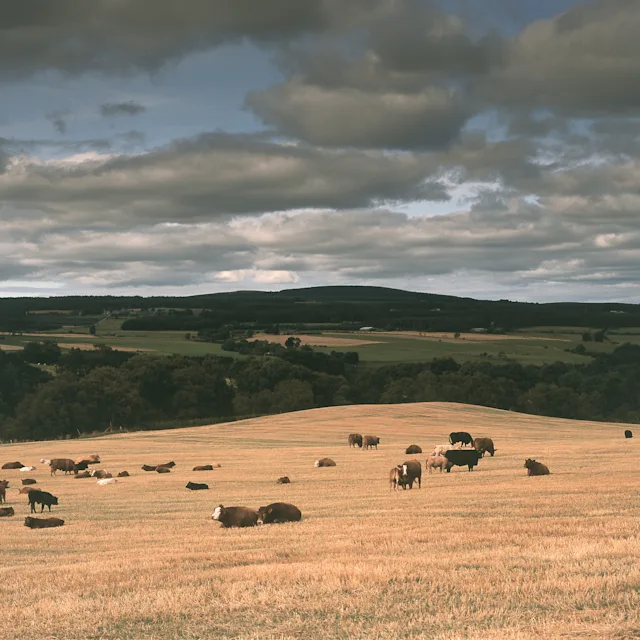 A golden Speyside field with lots of brown and black cows